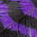 puple/black