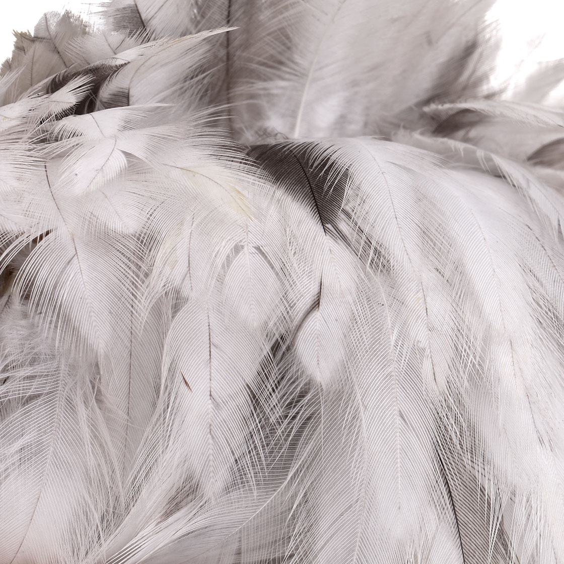 P-25373_Whiting-4-B-s-Hen-Cape_detail-2