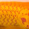 goldfish