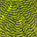 yellow chartreuse grizzly