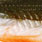bass orange