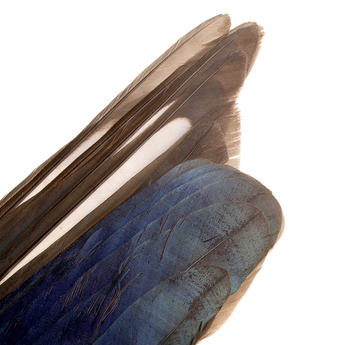 P-17204-veniard-magpie-wings-detail Veniard Magpie Wings Elster Flügelpaar