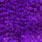 grizzly dyed purple