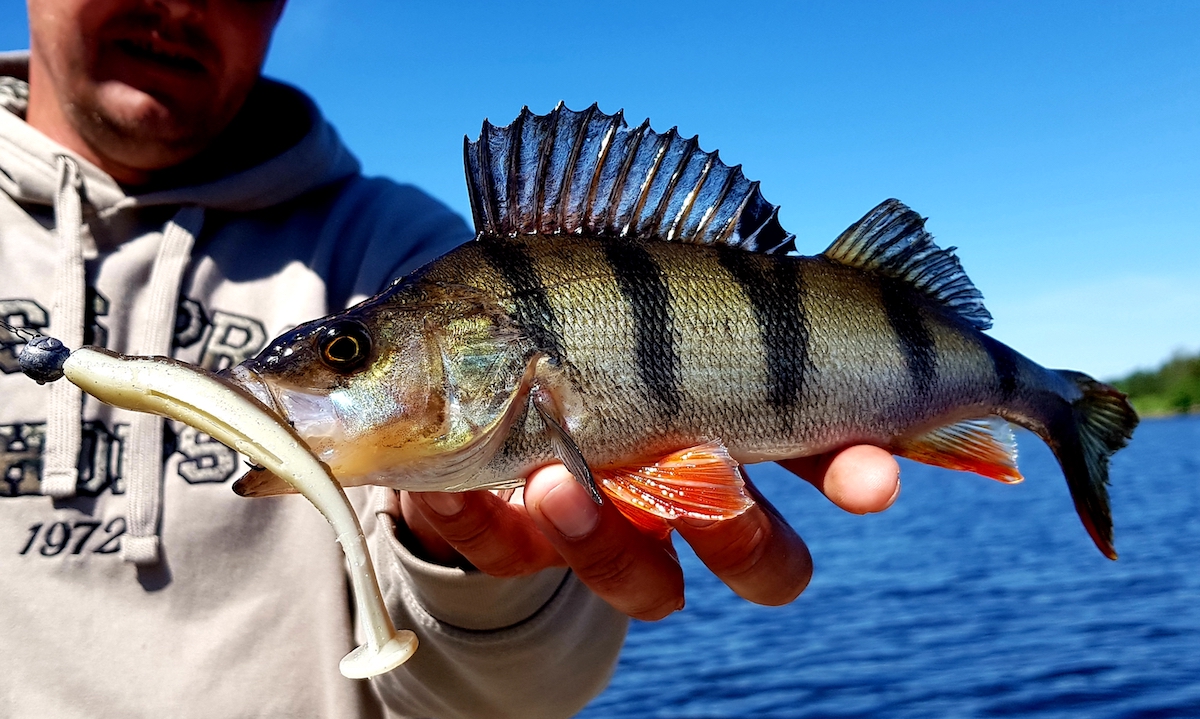 Storm_Hit_Shad_3 Storm Hit Shad