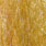 golden perch