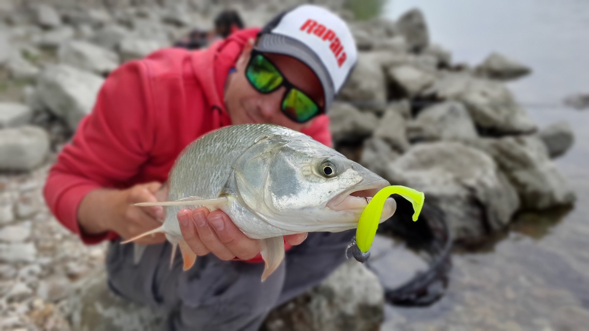 Storm_Hit_Shad_5 Storm Hit Shad