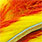 yellow orange