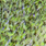 uv fluo yellow