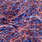 holo copper/blue