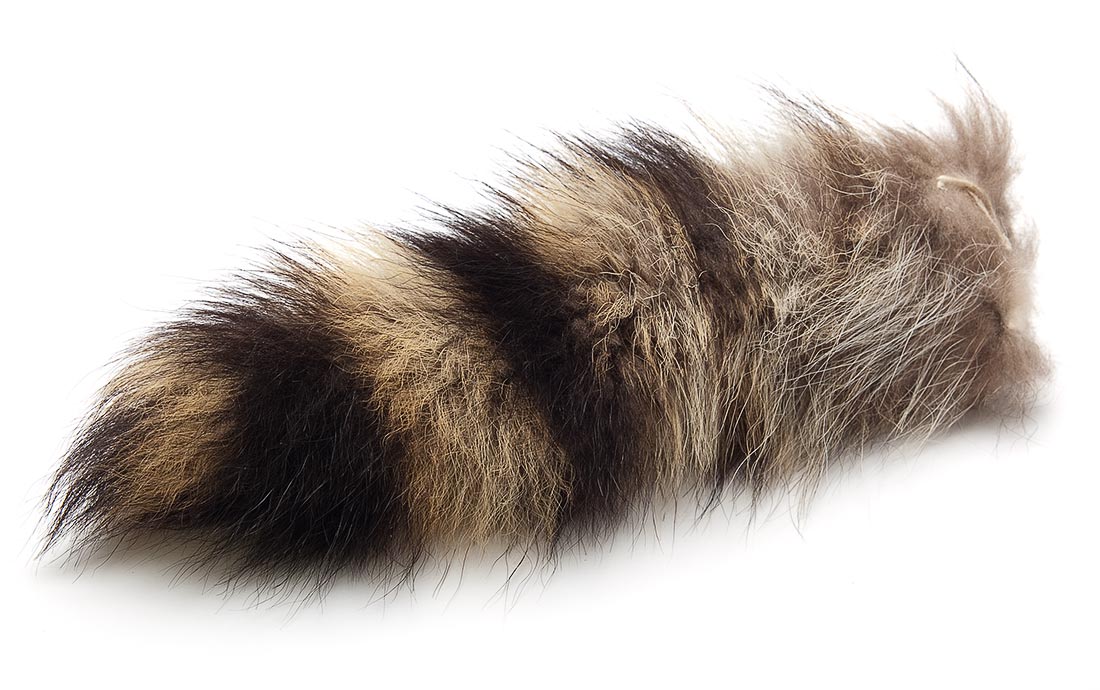 Waschbär Schwanz / Racoon Tail