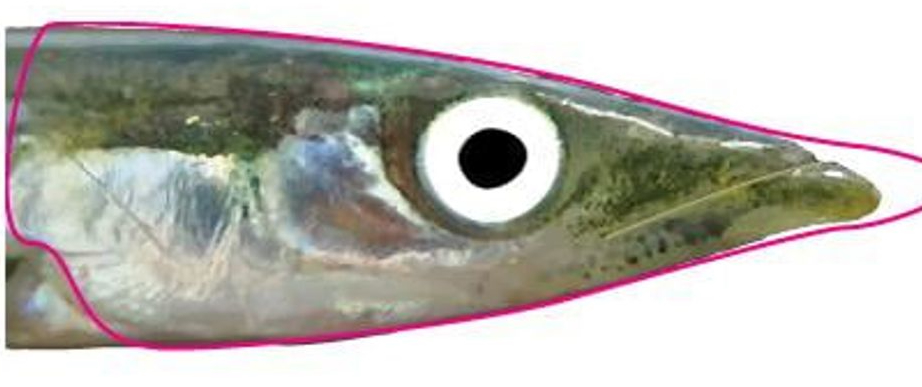 P-27713_Pro_Sportfisher_Sandeel_Foils_2