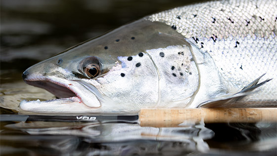 Nam_VOR_Spey_Rods_Blog_Vorschau Nam_VOR_Spey_Rods_Blog_Vorschau
