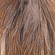 ginger pardo