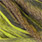 light olive