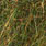 brown olive
