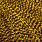 grizzly yellow