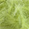 15 sage
