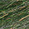 algae green