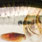 live metallic roach