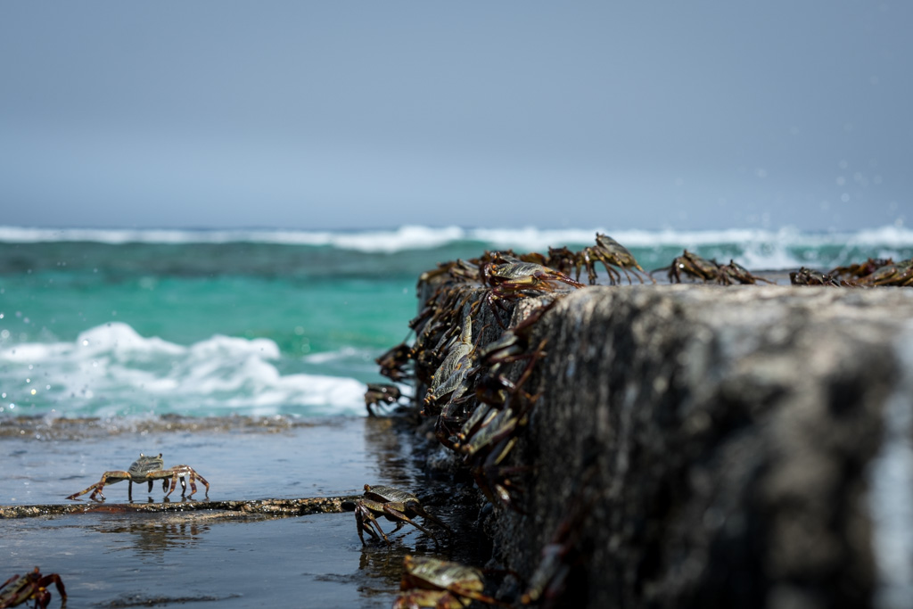 sudan2015-32 - Fliegenfischen auf den Nubischen Flats