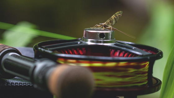 Top 10 Trockenfliegen für Bachforelle Top 10 Trockenfliegen für Bachforelle