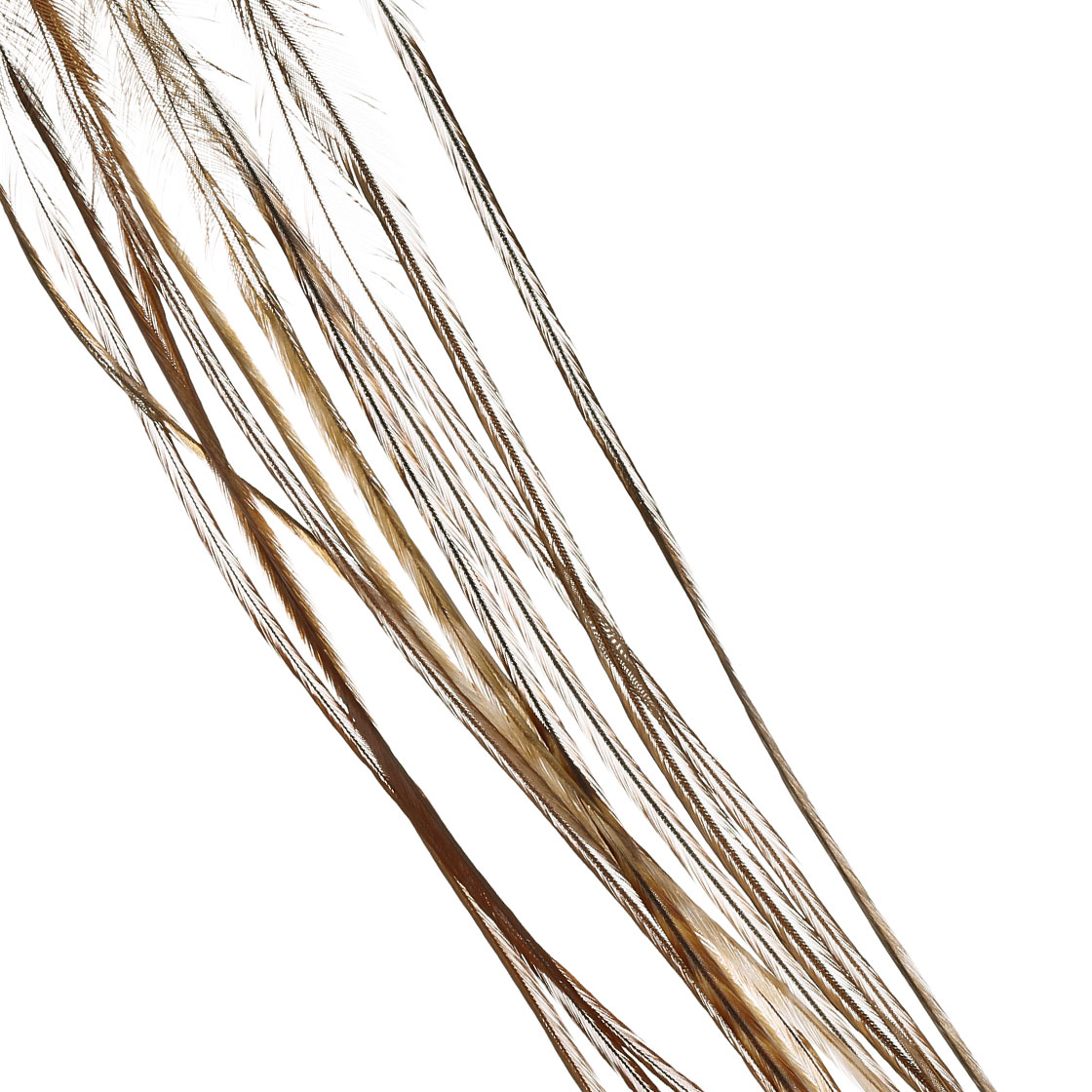 barred dark ginger