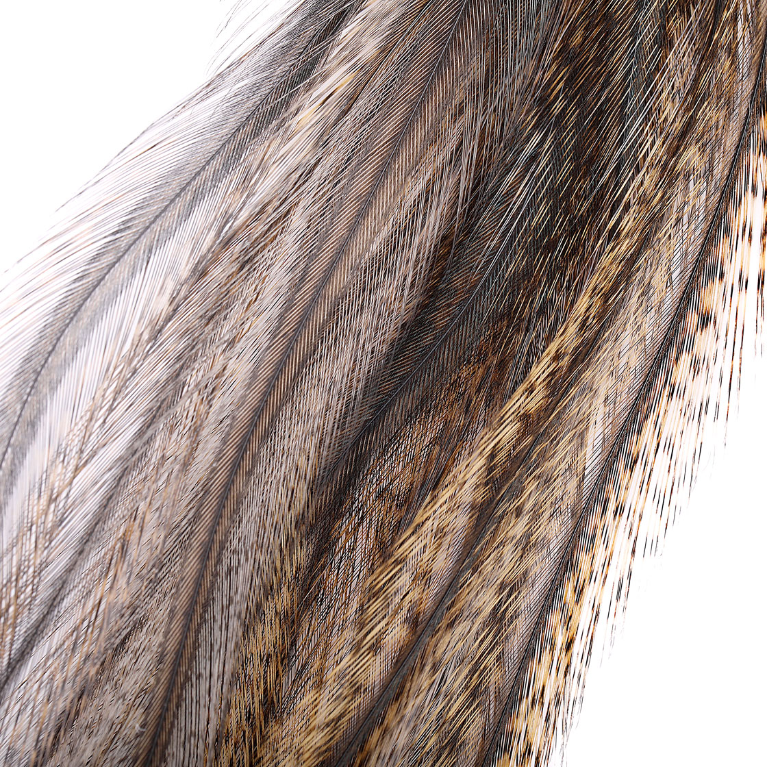 P-21234-5_fly-scene_coq-de-leon_saddle-substitute_pardo-corzuno-oscuro_detail pardo-corzuno-oscuro