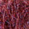 uv red