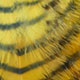 yellow/black
