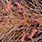 orange & hot orange black bar