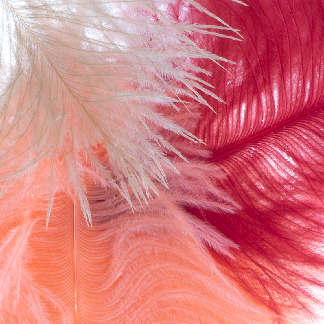 P-01807-Mini-Straussenfedern-1