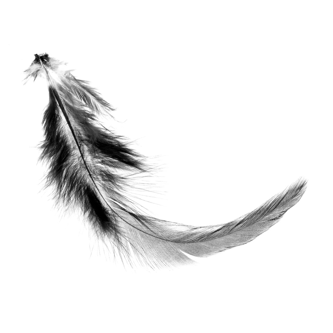 Hareline-woolly-bugger-saddle-hackle-black-einzeln