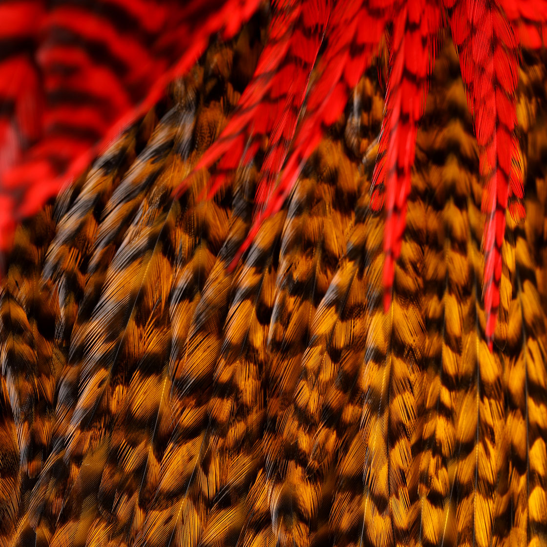 P-18885_future-fly_freshwater_rooster_saddle_grizzly_detail1