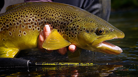 Adams Fly Rods - Welche Nymphenruten passt zu dir?