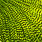 grizzly fl. green chartreuse
