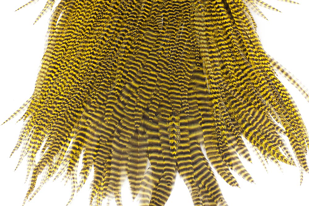 grizzly yellow