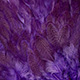 speckled dyed purple