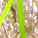 tan / chartreuse