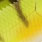 perch
