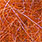 burnt orange