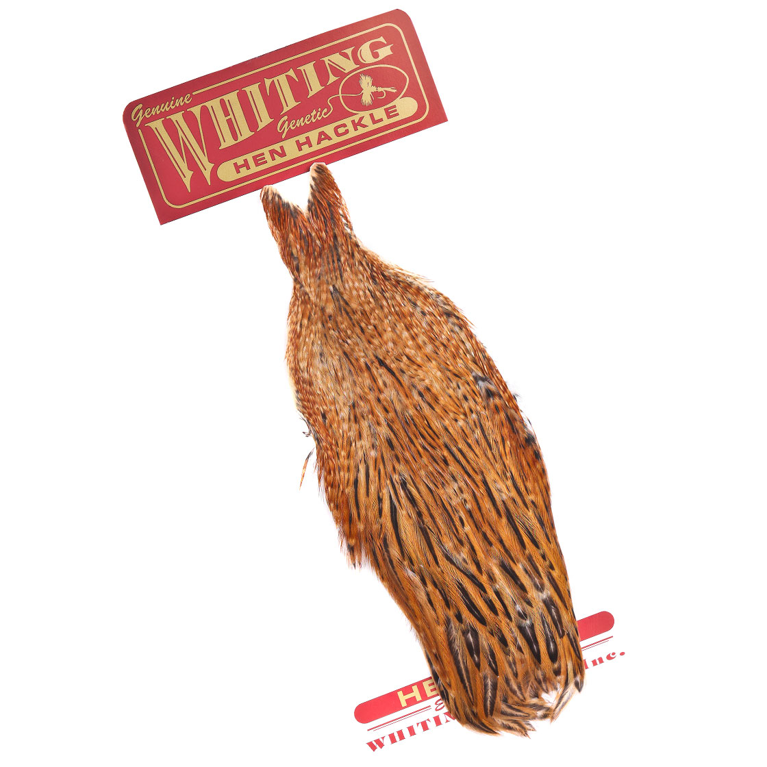 barred dark ginger