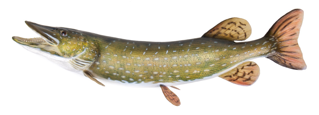 neil-nicholson_4 - Catch & Release Fischpräparate