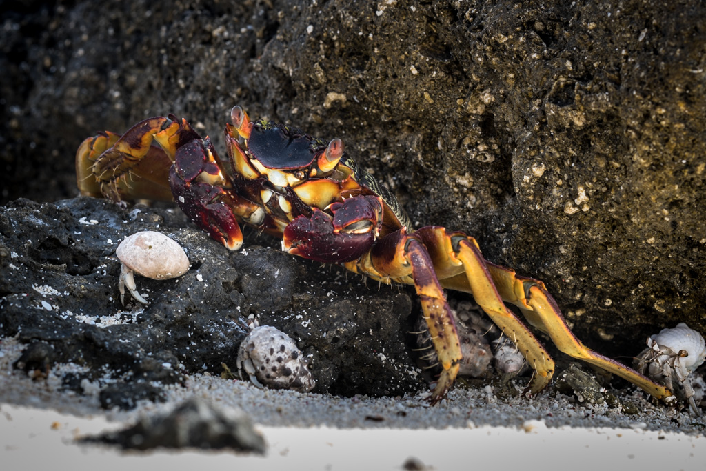 sudan2015-43 - Fliegenfischen auf den Nubischen Flats