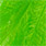 fluo chartreuse