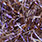uv brown