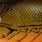 pumpkin craw II