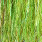 chartreuse