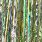 m022 pale olive