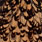 black laced brown