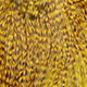 grizzly dyed yellow